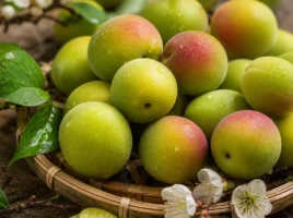 Ume - Japanische Pflaume